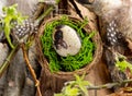 Organic Easter. Quail egg in nest among twigs with spring leaves, wooden wands, driftwood, feathers. Royalty Free Stock Photo
