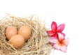 Organic egg in nest on white background Royalty Free Stock Photo