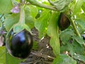 Organic eggplant hanging on plant