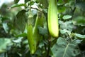 Organic eggplants farm, Healthy food concept. Royalty Free Stock Photo