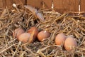 Organic eggs Royalty Free Stock Photo