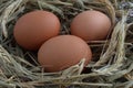 Organic eggs on dry grass