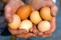 Organic Eggs Royalty Free Stock Photo