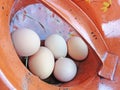 Organic Eggs Royalty Free Stock Photo