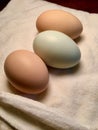 Organic eggs on flour cloth