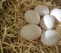 Organic eggs on straw