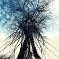 Abstract branches, roots reaching into the sky