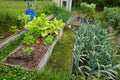 organic family garden. Wooden beds to grow vegetables in the backyard garden. vegetable garden