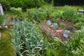 organic family garden. Wooden beds to grow vegetables in the backyard garden. vegetable garden