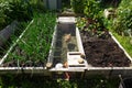 organic family garden. Wooden beds to grow vegetables in the backyard garden. vegetable garden