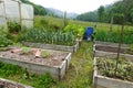 organic family garden. Wooden beds to grow vegetables in the backyard garden. vegetable garden