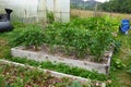 organic family garden. Wooden beds to grow vegetables in the backyard garden. vegetable garden