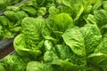 Organic farm beauty Lush green lettuce leaves in close up view Royalty Free Stock Photo