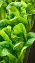 Organic farm beauty Lush green lettuce leaves in close up view Royalty Free Stock Photo