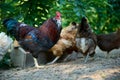 Brown hens eating natural food from a trough, colorful rooster in the foreground Royalty Free Stock Photo