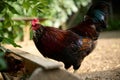 Brown hens eating natural food from a trough, colorful rooster in the foreground Royalty Free Stock Photo