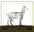 Organic farm concept, eco farm production idea, goat like tree growing on the soil on white background, green eco life