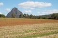 Organic farm fields