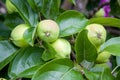 green apples hanging from a tree branch in an fruit orchard - or Royalty Free Stock Photo