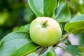 green apples hanging from a tree branch in an fruit orchard - or Royalty Free Stock Photo