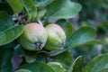 green apples hanging from a tree branch in an fruit orchard - organic farm food, agriculture and harvest concept Royalty Free Stock Photo