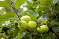 green apples hanging from a tree branch in an fruit orchard - or Royalty Free Stock Photo