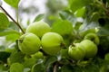 green apples hanging from a tree branch in an fruit orchard - or Royalty Free Stock Photo