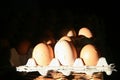 Organic farm fresh eggs in carton in the morning sun. Country Life. Royalty Free Stock Photo