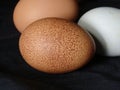Organic Farm Fresh Eggs Just Collected Royalty Free Stock Photo