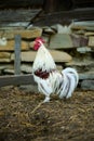 Moulting little white lilliputian rooster