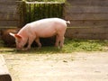 Organic farm pink pig eating Royalty Free Stock Photo