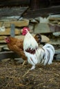 A small white lilliputian rooster and in the background a brown hen