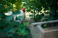 Small white lilliputian rooster hidden in bushes