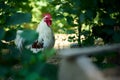 Small white lilliputian rooster hidden in bushes