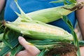Organic farm sweet corn. Harvesting Royalty Free Stock Photo