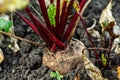organic farmer homegrown beets with leaves on soil background. Fresh beets in the garden. Healthy organic food