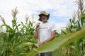 Organic farmer showing corn inside the plantation