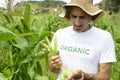 Organic farmer showing corn inside the plantation