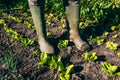 Organic farmer standing in butterhead lettuce garden