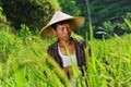 Organic farmer working and harvesting rice