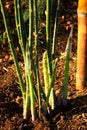 Organic Farming Asparagus. Royalty Free Stock Photo