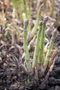 Organic farming asparagus growing in black soil. Selective focus Royalty Free Stock Photo