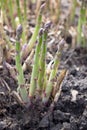 Organic farming asparagus growing in black soil. Selective focus Royalty Free Stock Photo