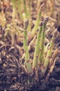 Organic farming asparagus growing in black soil. Selective focus Royalty Free Stock Photo