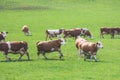 Organic farming in Austria: Cows are grazing on the meadow, spring time Royalty Free Stock Photo