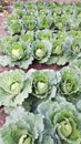 Organic farming Cabbage