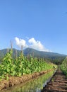 Organic farming cucumber plants with sky and mountain view