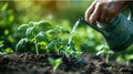 Organic Farming: Farmer Planting Tomato Seedling in Vegetable Garden with Watering Can for Irrigation - Spring Gardening Concept Royalty Free Stock Photo