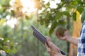 Organic farming, fruit farm. Farmers recheck quality record on application on tablet. Pomelo grow naturally, Ecological Biological