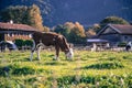 Organic farming in Germany: Cow is grazing on the meadow, warm autumn colors, Bavaria, Germany